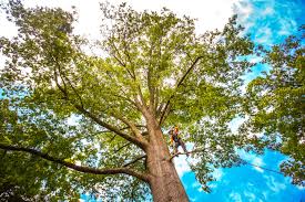 Best Leaf Removal  in Medford, MA