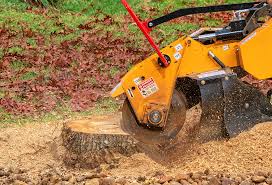 Best Arborist Consultation Services  in Medford, MA