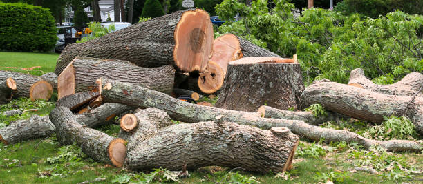 Best Lawn Maintenance Plans  in Medford, MA