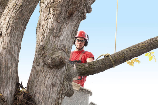 How Our Tree Care Process Works  in  Medford, MA
